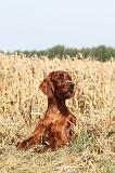 SETTER IRLANDAIS 028